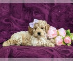 Small Photo #5 Cockapoo-Poodle (Miniature) Mix Puppy For Sale in NEW HOLLAND, PA, USA