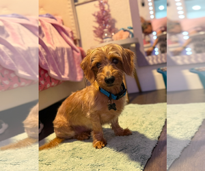 Sammy (being fostered in Miami, FL) - Male Dachshund Dog for Adoption - Photo #2