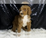 Small #2 Goldendoodle (Miniature)