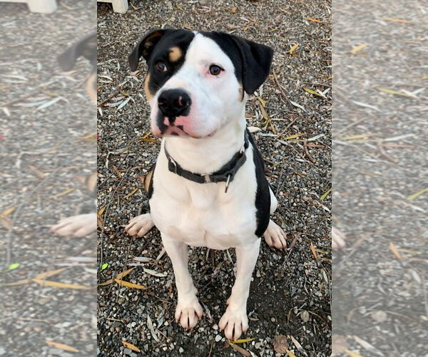 Medium Photo #4 Labrador Retriever-Unknown Mix Puppy For Sale in Elmsford, NY, USA