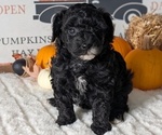 Small #1 Poodle (Miniature)