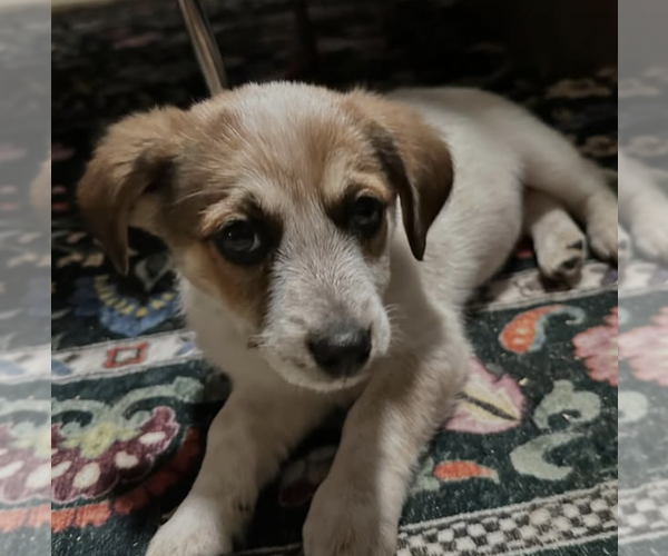 Medium Photo #2 Mutt Puppy For Sale in Brooklyn, NY, USA