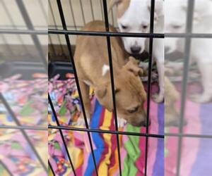 American Pit Bull Terrier Dogs for adoption in Texas City, TX, USA