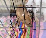 Small American Pit Bull Terrier