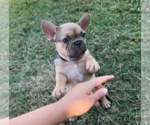 French Bulldog Puppy for sale in VISALIA, CA, USA