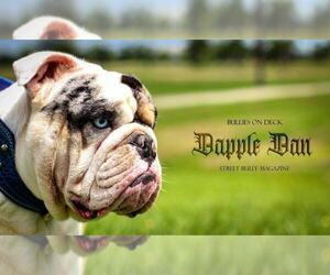 English Bulldog Puppy for sale in HOUSTON, TX, USA