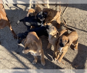 Bloodhound-German Shepherd Dog Mix Dogs for adoption in BLADENBORO, NC, USA