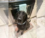 Small Photo #12 Great Dane-Labrador Retriever Mix Puppy For Sale in Bullard, TX, USA