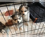 Small Photo #1 Pomsky Puppy For Sale in PANAMA CITY, FL, USA