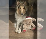 Small #6 Collie