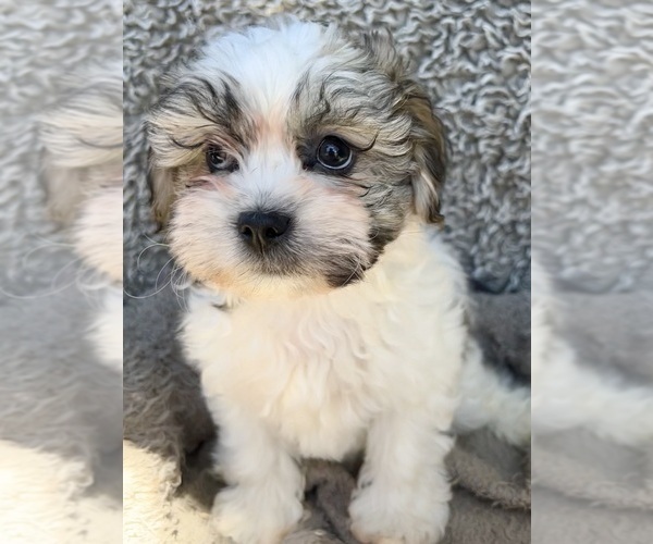 Medium Photo #2 Zuchon Puppy For Sale in RENO, NV, USA