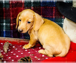 Small #3 Dachshund