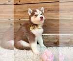 Small #4 Siberian Husky