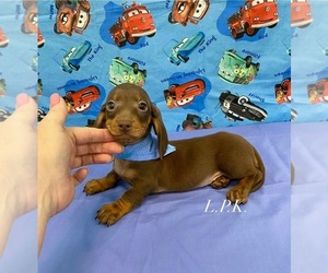 Dachshund Puppy for sale in WINNSBORO, LA, USA
