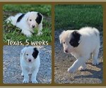 Small #2 Border Collie