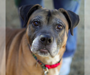 Boxer Mix Dog for Adoption in Decatur, Georgia USA