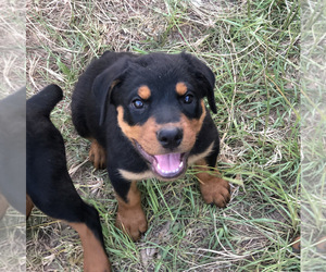Rottweiler Puppy for sale in CONROE, TX, USA