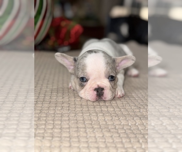 Medium Photo #10 French Bulldog Puppy For Sale in HILTON, NY, USA