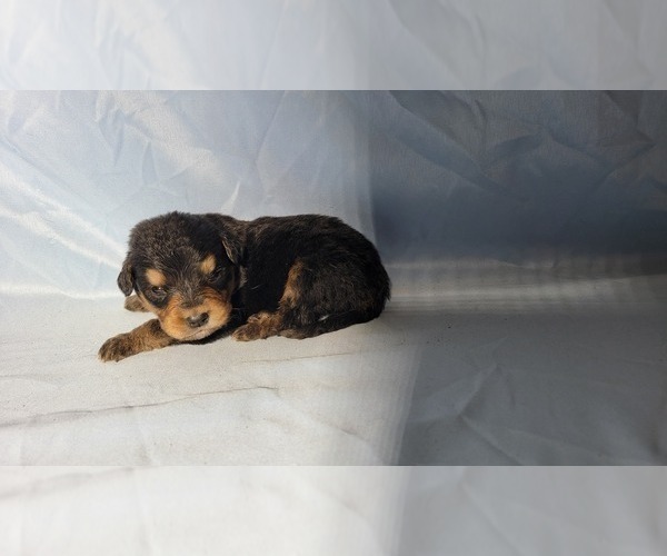 Medium Photo #64 Golden Mountain Dog Puppy For Sale in BLACK FOREST, CO, USA