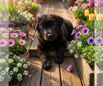 Small #2 German Shepherd Dog