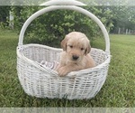 Puppy Forest Golden Retriever