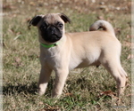 Small Photo #2 Pug Puppy For Sale in WINNSBORO, TX, USA