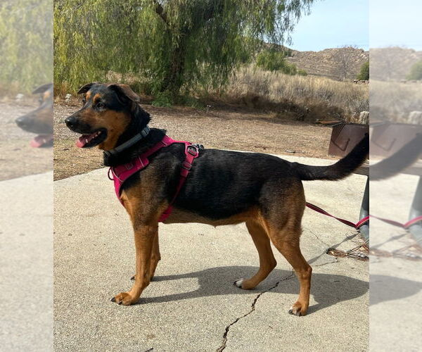 Medium Photo #1 Mutt Puppy For Sale in Dana Point, CA, USA