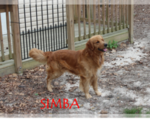 Small Photo #1 Golden Retriever Puppy For Sale in RAEFORD, NC, USA
