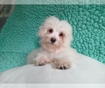 Small Maltese