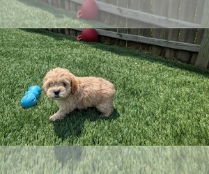 Cockapoo-Poodle (Toy) Mix Puppy for sale in GOSHEN, IN, USA