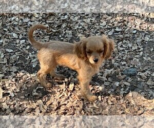 Cavapoo Puppy for Sale in PLACERVILLE, California USA