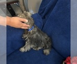 Small #24 Schnauzer (Miniature)