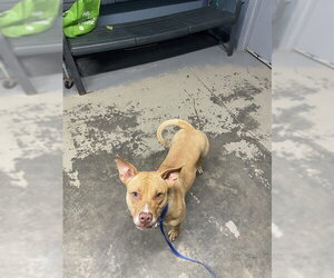 Labrador Retriever-Unknown Mix Dogs for adoption in Tallahassee, FL, USA