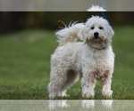 Small Photo #1 Goldendoodle (Miniature) Puppy For Sale in IPSWICH, MA, USA