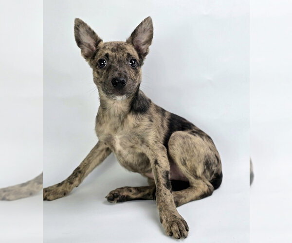 Medium Photo #5 Australian Shepherd-Unknown Mix Puppy For Sale in Lakewood, CO, USA