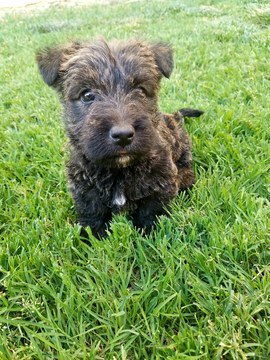 Medium Photo #1 Scottish Terrier Puppy For Sale in RIVERSIDE, CA, USA