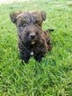 Small Photo #1 Scottish Terrier Puppy For Sale in RIVERSIDE, CA, USA
