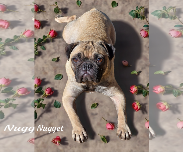 Medium Photo #2 Pug Puppy For Sale in Phelan, CA, USA