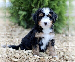 Miniature Bernedoodle Puppy for sale in GORDONVILLE, PA, USA