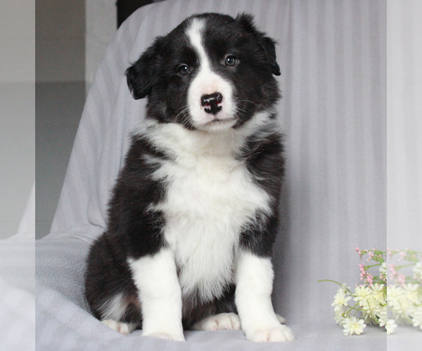 Medium Photo #1 Border Collie Puppy For Sale in HONEY BROOK, PA, USA