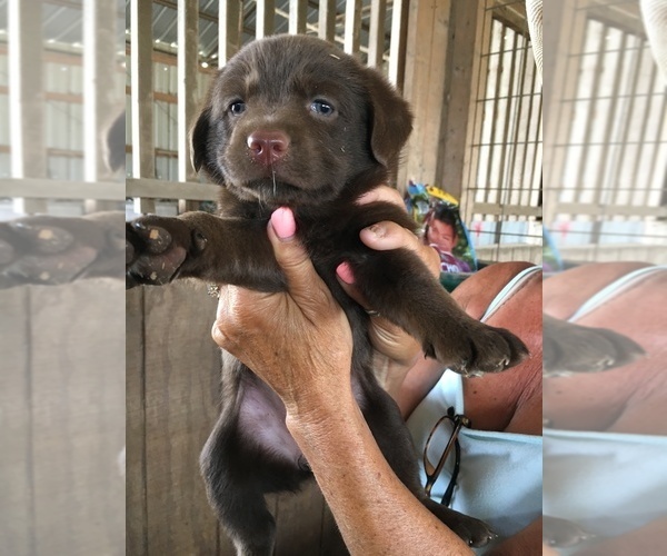 Medium Photo #15 Labrador Retriever Puppy For Sale in BANDERA, TX, USA