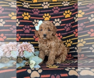 Goldendoodle (Miniature) Puppy for sale in LINCOLN UNIVERSITY, PA, USA