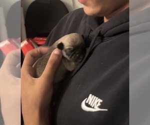 American Eskimo Dog-Pug Mix Puppy for Sale in THOMASVILLE, North Carolina USA