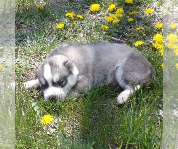 Medium Photo #2 Siberian Husky Puppy For Sale in AINSWORTH, NE, USA