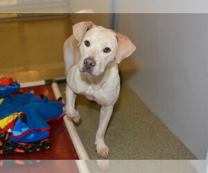 Labrador Retriever-Unknown Mix Dogs for adoption in West Valley, UT, USA