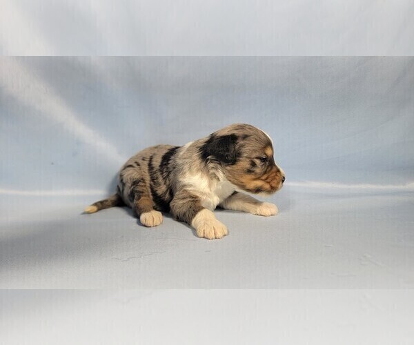 Medium Photo #6 Bernedoodle (Miniature) Puppy For Sale in BLACK FOREST, CO, USA