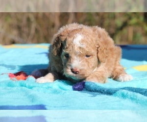 Goldendoodle-Poodle (Toy) Mix Puppy for sale in UNION CITY, TN, USA