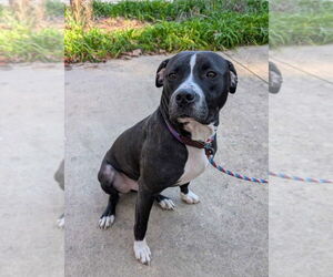 American Pit Bull Terrier-Unknown Mix Dogs for adoption in Boston, MA, USA