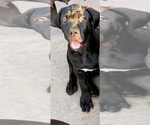 Small #2 Cane Corso