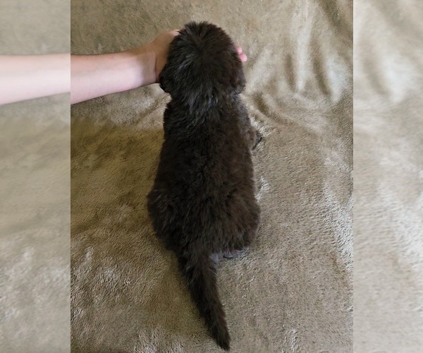 Medium Photo #5 Newfoundland Puppy For Sale in CAMBRIDGE, NE, USA